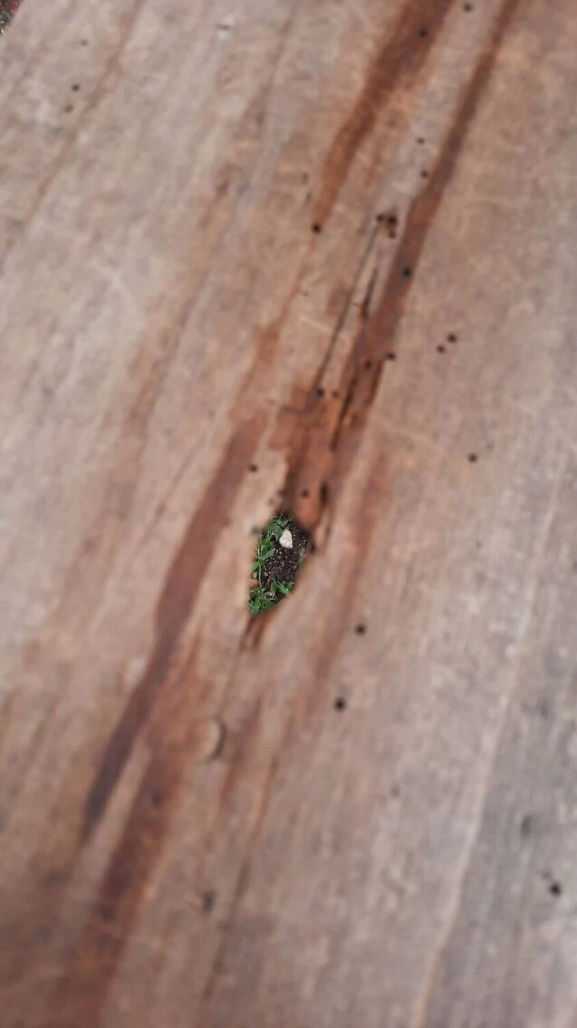 Child School Bench 13 Child School Bench - Image 11