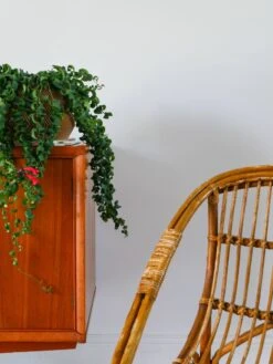 Shell Armchair In Rattan And Bamboo, Early 20th Century -Chairly Shop 094250ee 298b 43d4 ac70 fe55014f8029