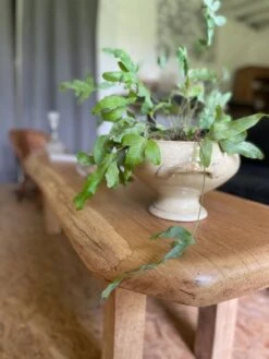 Massive Bench -Chairly Shop 6c7d1cda 76db 4a10 91da ed4ead271afa